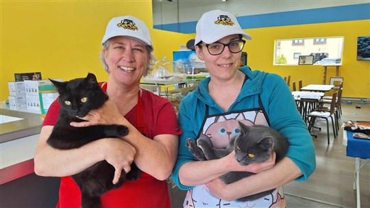 Café cats and friends opens in Vaudreuil-Dorion