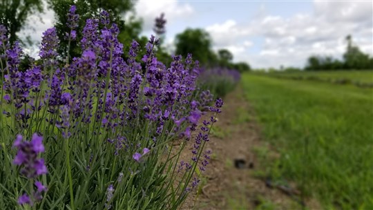 Explorer l'été dans les champs et s'émerveiller