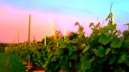 Quatre vignobles d'ici à découvrir cet automne