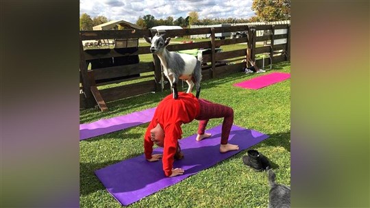 Destination yoga dans Vaudreuil-Soulanges