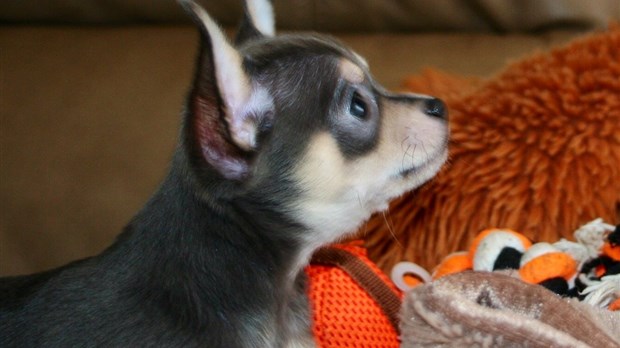 Un chiot volé à l’animalerie Toutou, retrouvé trois jours plus tard à Montréal