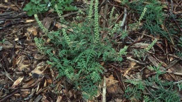 Entretien des terrains : les herbes hautes sont maintenant permises