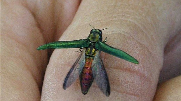 La MRC de Vaudreuil-Soulanges lance un nouveau site Internet dédié à l’agrile du frêne