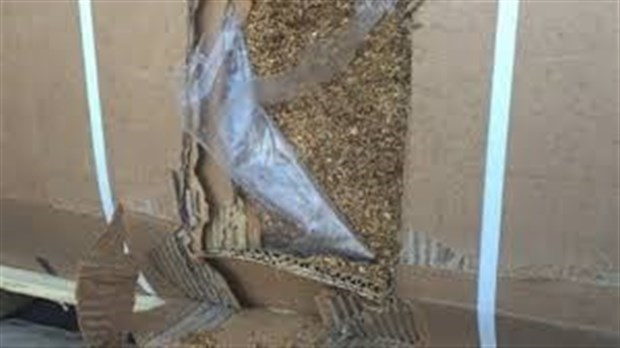 Un résident de Les Cèdres arrêté pour du tabac haché fin de contrebande
