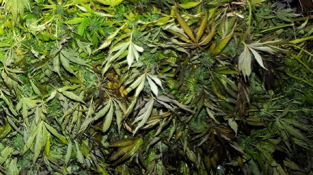  Saisie de cannabis à Les Cèdres