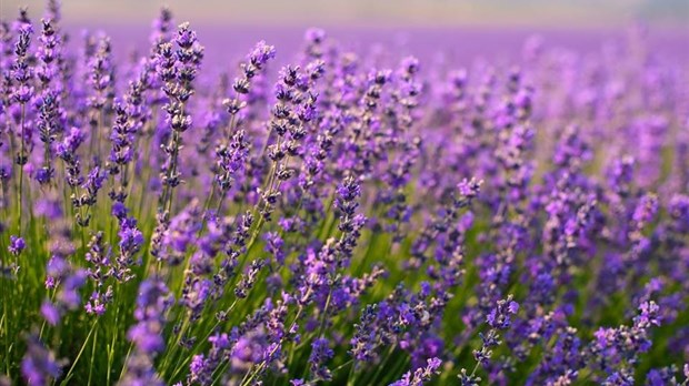 Une grande fin de semaine d’ouverture pour les champs de lavande et jardins de Rêves