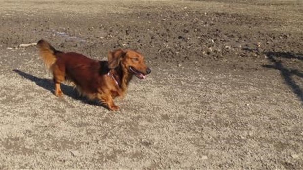 Le parc à chiens de Salaberry-de-Valleyfield est rouvert