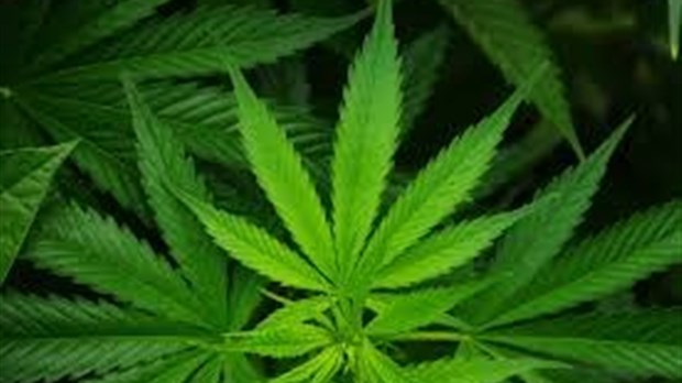 Importante saisie de cannabis à Sainte-Marthe