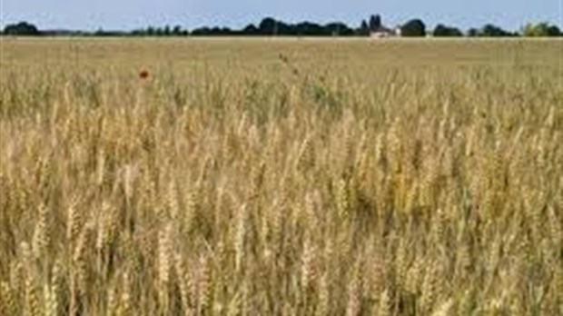 Les producteurs de grains Vaudreuil-Soulangeois touchés