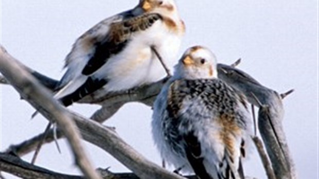 Salaberry-de-Valleyfield: conférence ornithologique
