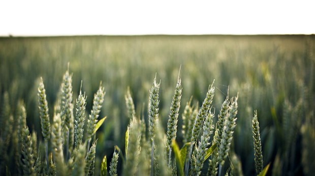 Le budget fédéral risque de faire mal aux Producteurs