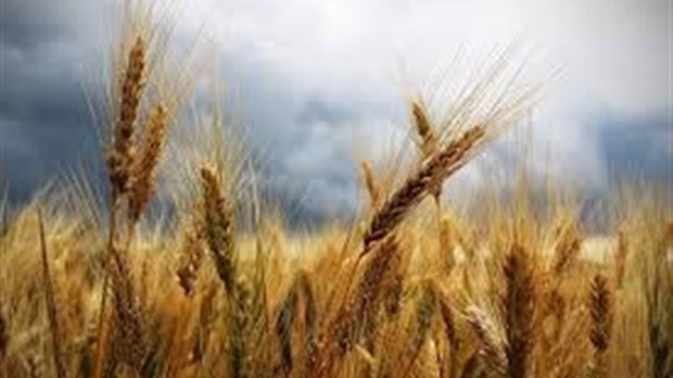 Budget 2017 : une claque au visage des producteurs de grains