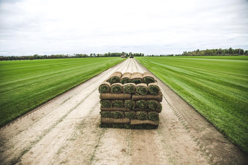 Le Groupe Richer Fait L acquisition D une Deuxi me Gazonni re