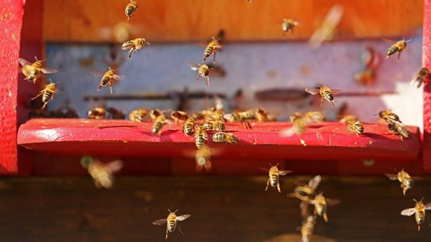 Cinq faits concernant la santé des abeilles
