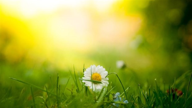 Cinq conseils pour entretenir une pelouse écologique
