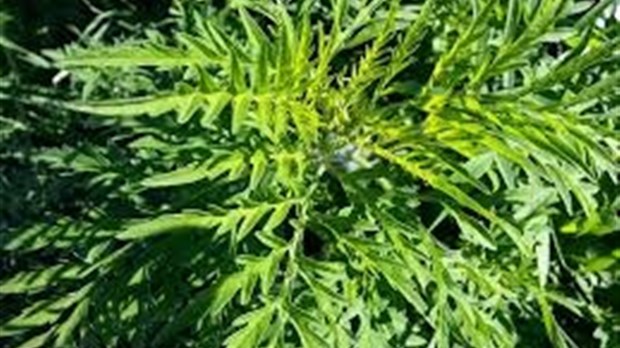 La Ville de Vaudreuil-Dorion poursuit sa lutte contre l'herbe à poux