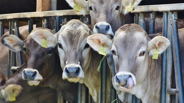 Plus de 50 000 $ d'amende pour un producteur laitier de la région