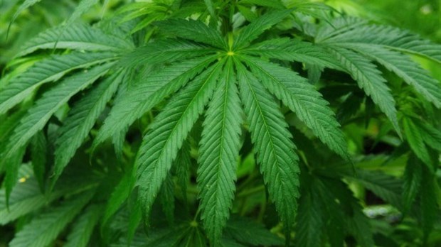 Plantation de cannabis découverte à Très-Saint-Rédempteur