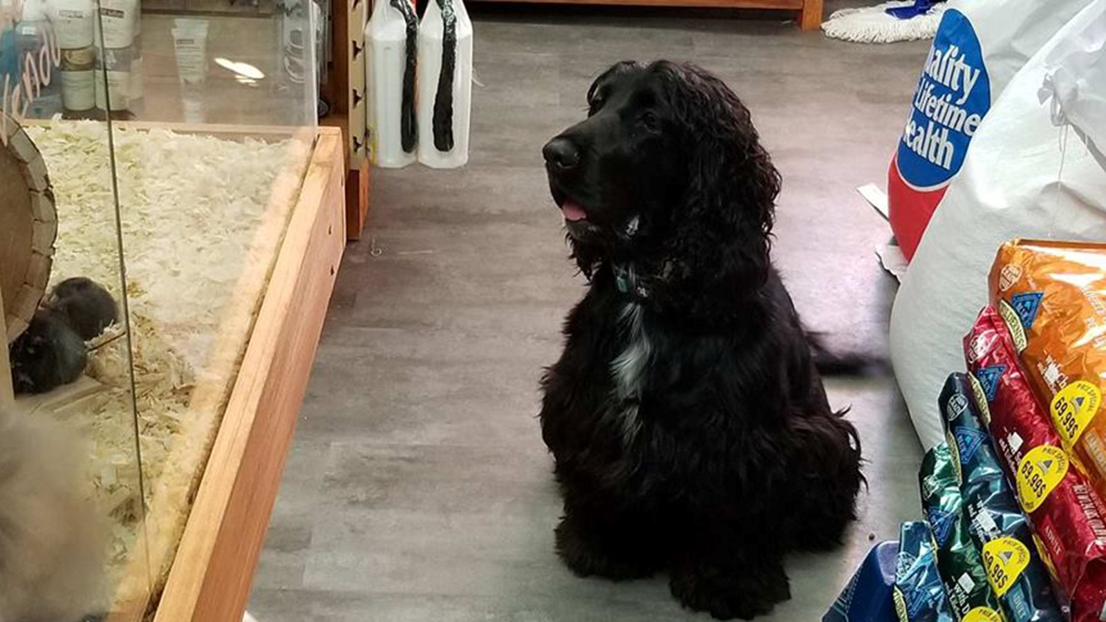 Animalerie StLazare un paradis pour les amoureux d’animaux