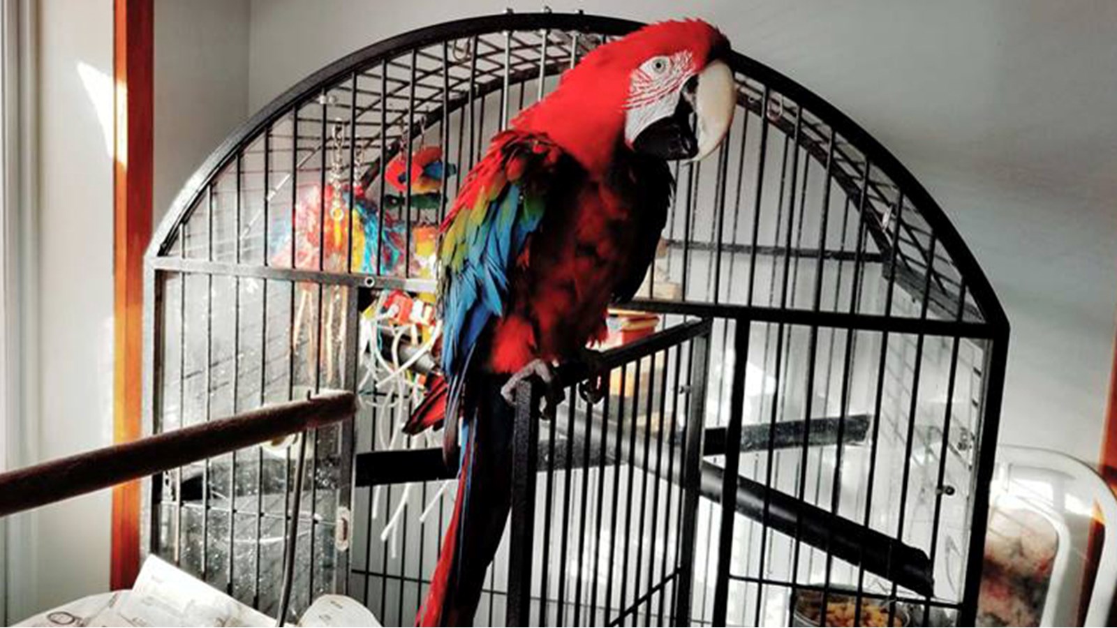 Animalerie StLazare un paradis pour les amoureux d’animaux