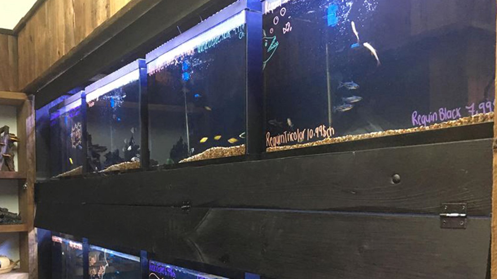 Animalerie StLazare un paradis pour les amoureux d’animaux