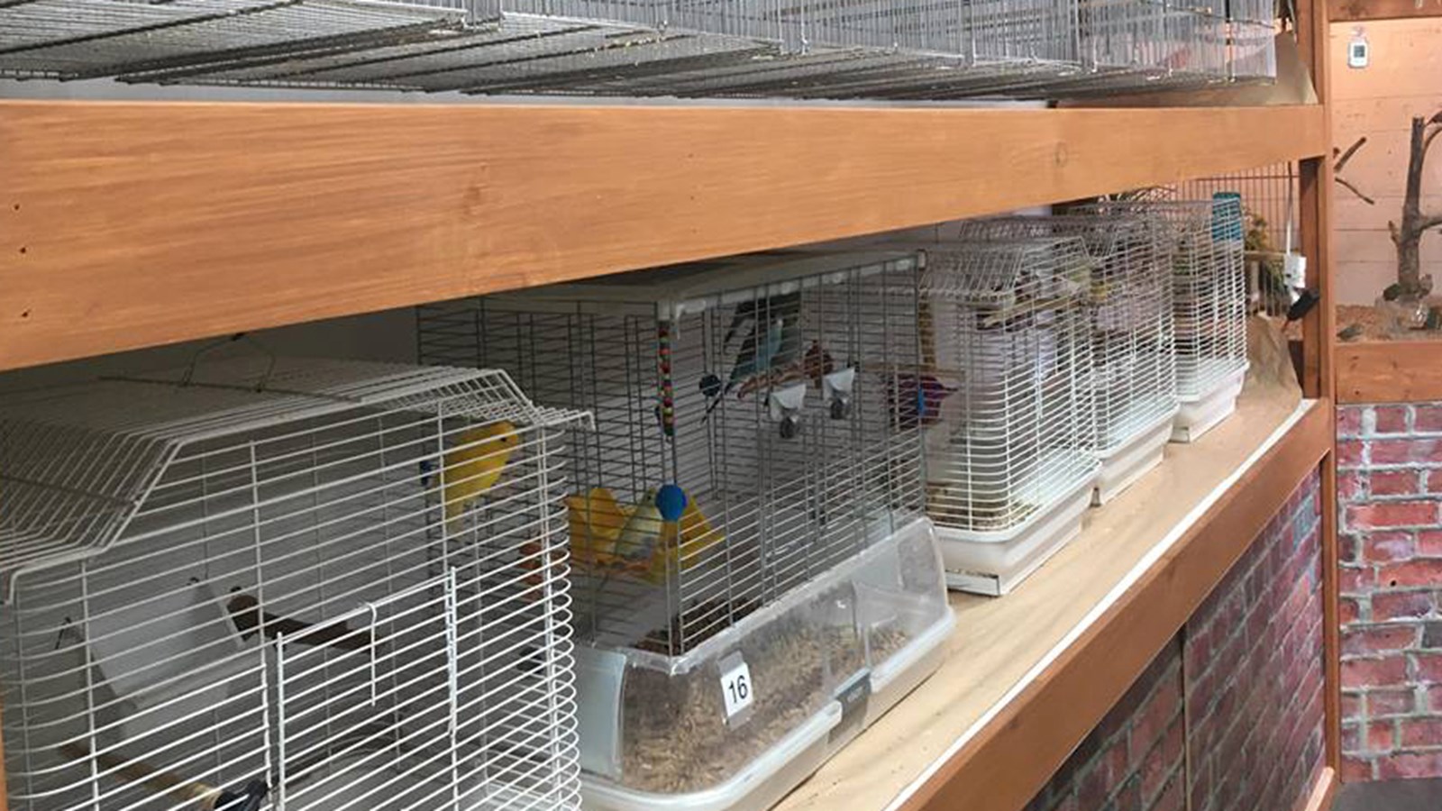 Animalerie StLazare un paradis pour les amoureux d’animaux