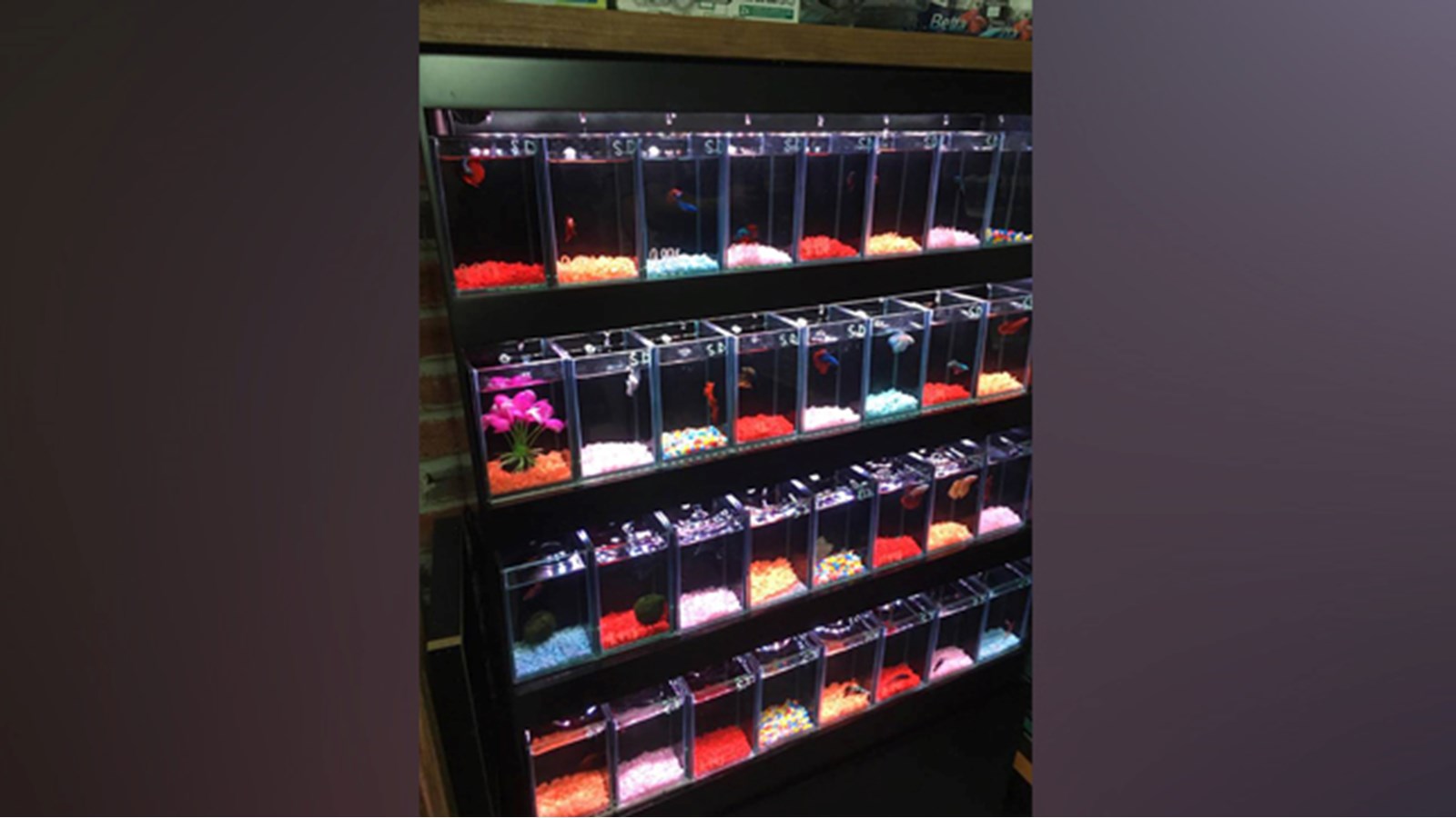 Animalerie StLazare un paradis pour les amoureux d’animaux