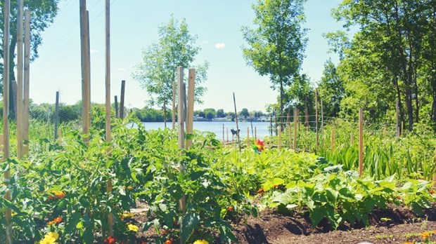 Les jardins communautaires de Pincourt remportent une bourse de 500 $