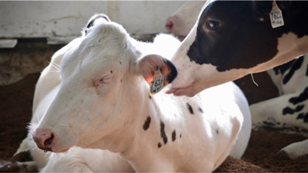 Le lait, une source de réconfort pour Noël dans la région 