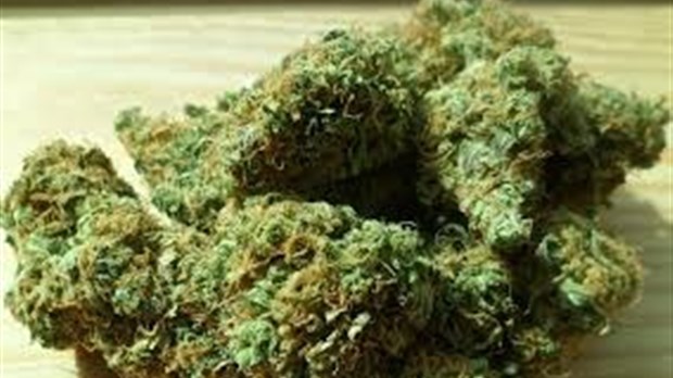 Perquisition à Rigaud : drogue et armes prohibées ont été saisies