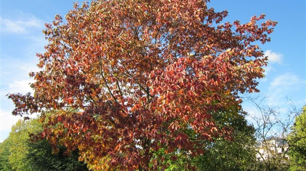 Notre-Dame-de-l'Île-Perrot a 350 arbres à donner 