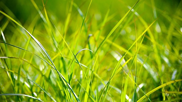 7 bonnes actions à prendre pour une pelouse en santé et écologique