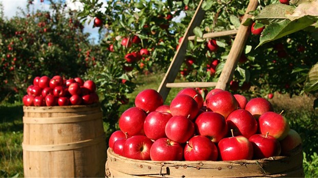 Partez à l'aventure au Verger Labonté de Notre-Dame-de-l'Ïle-Perrot 