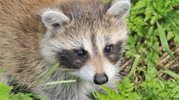 Opération de vaccination des animaux sauvages contre la rage du raton laveur à Beauharnois  