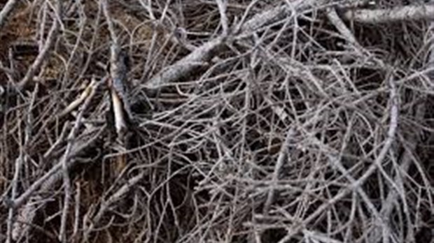 La Ville de Saint-Lazare tiendra une collecte spéciale de branches