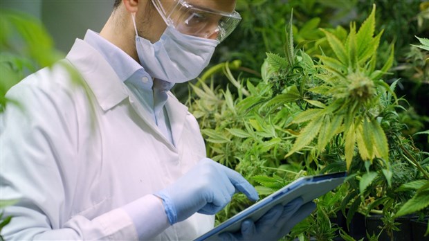 Cannabis: quatre ateliers dans le domaine de l’heure offerts au Cégep Gérald-Godin 