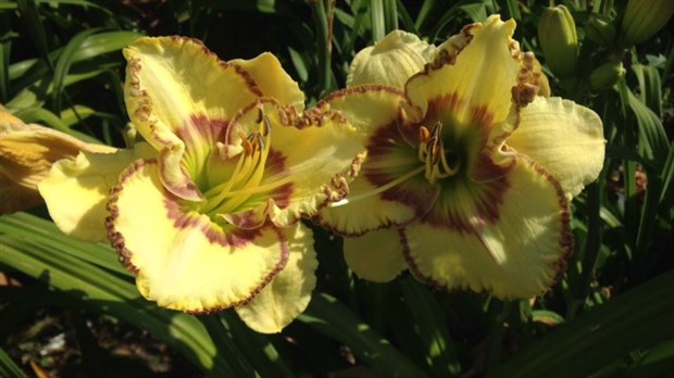 Mademoiselle Jeanne :  La fleur emblème du site patrimonial Sainte-Jeanne-de-Chantal
