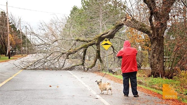 En images : le vent fait des ravages dans Vaudreuil-Soulanges