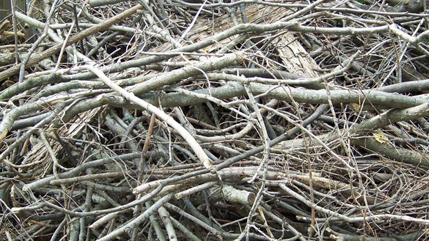 Collecte de branches : la ville de Saint-Lazare rappelle les critères à respecter
