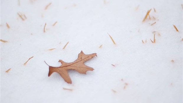 La collecte de feuilles est décalée au jeudi 14 novembre à Saint-Lazare