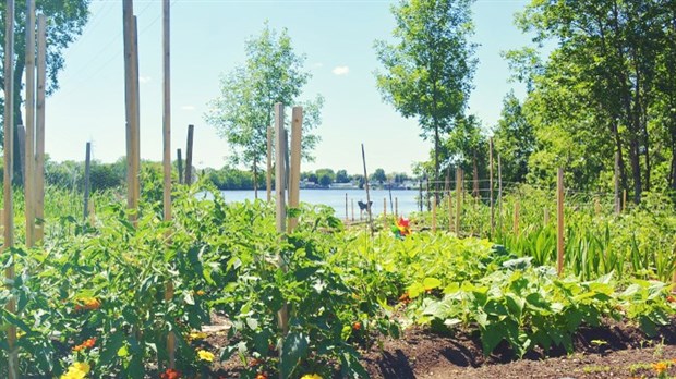 Jardins communautaires disponibles à Pincourt pour cet été