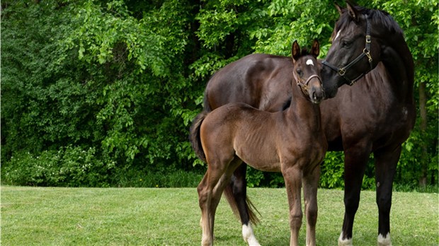 Après les chiots, la GRC a besoin de vous pour nommer ses poulains 