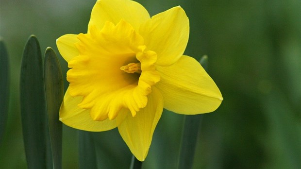 Vaudreuil-Soulanges amasse plus de 36 000 $ pour la SCC