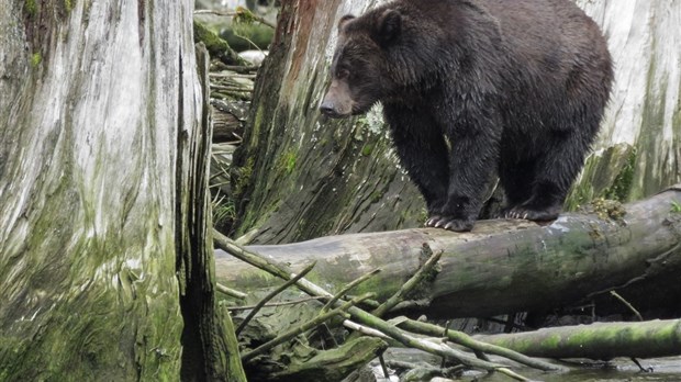 Découvrez l'univers des ours au Musée régional de Vaudreuil-Soulanges