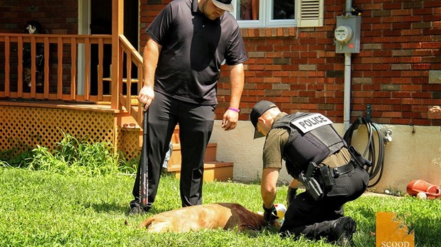 Un livreur se fait sauvagement attaquer par un pitbull à Saint-Lazare