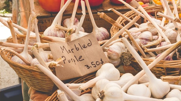 Découvrez l'ail sous toutes ses formes à la 13e édition du Festival de l'ail