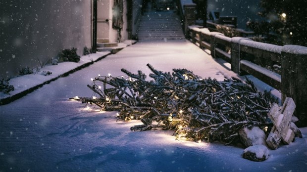 Collecte d'arbres de Noël à Saint-Lazare