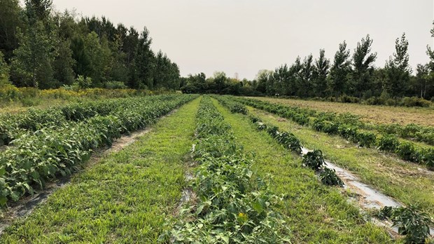 Le projet d'agroforesterie de NDIP porte fruit