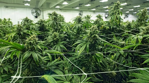 Production et transformation du cannabis: Inscrivez-vous dès maintenant aux ateliers du Cégep Gérald-Godin