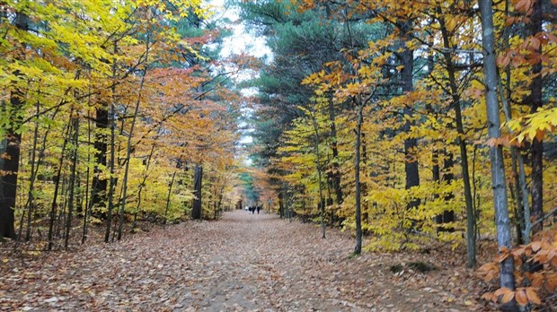 La forêt: Un enjeu de taille en Montérégie